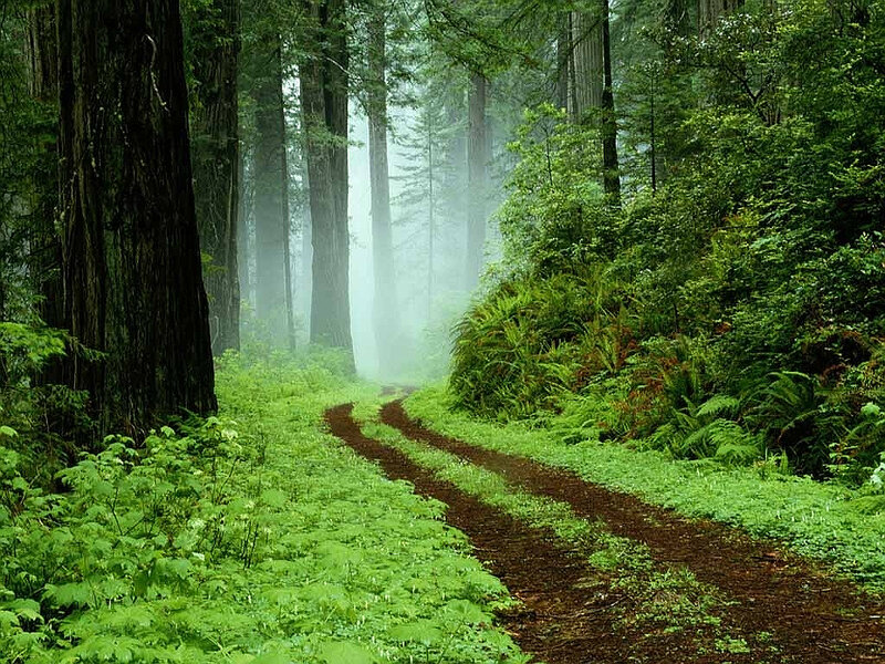 Forest Path in Fog — Green, Serene, Morning, Photograph, Trees, Moss