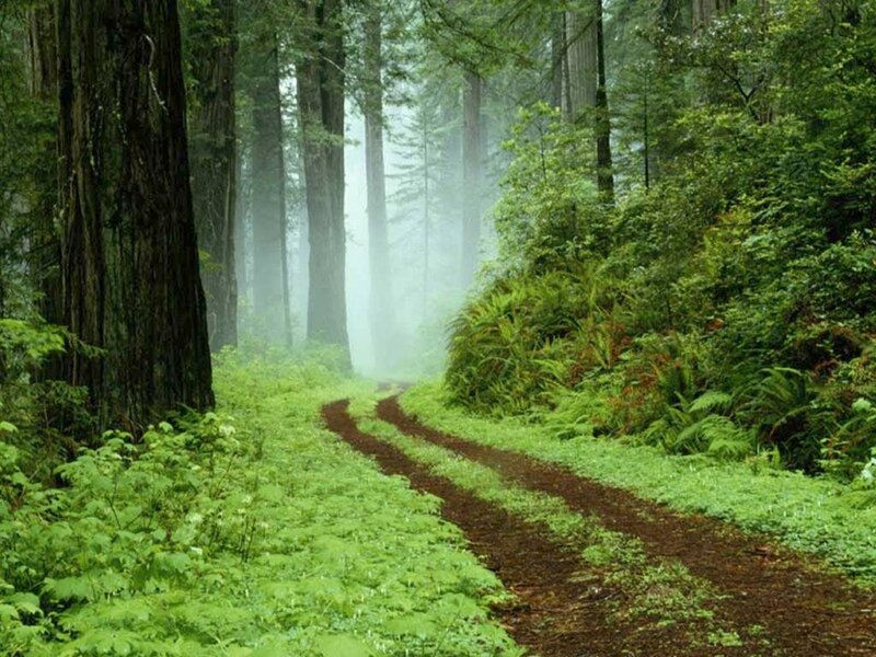 Forest Path in Fog — Green, Serene