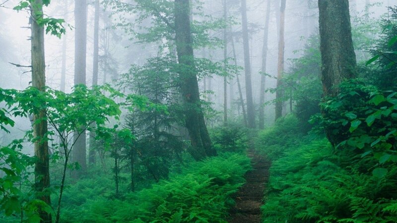 Forest Path in Fog — Morning
