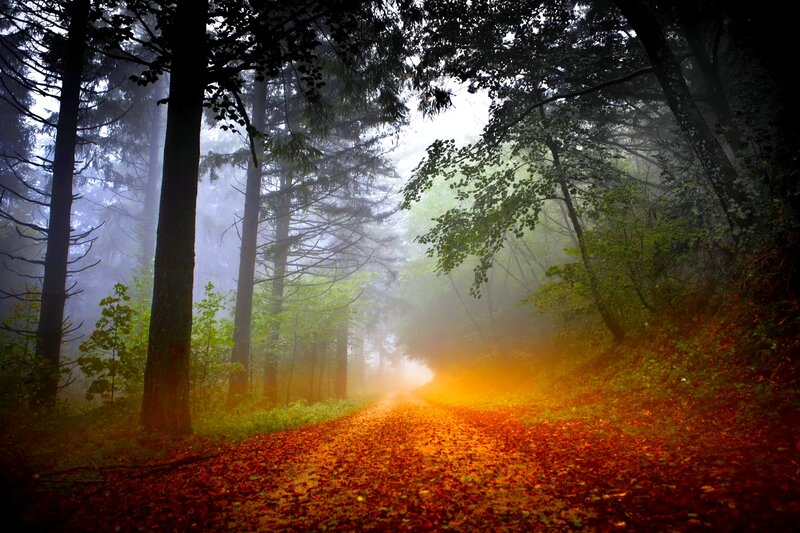 Forest Path in Fog — Orange