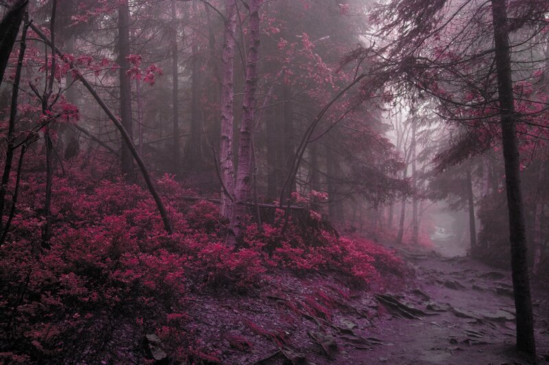 Forest Path in Fog — Purple