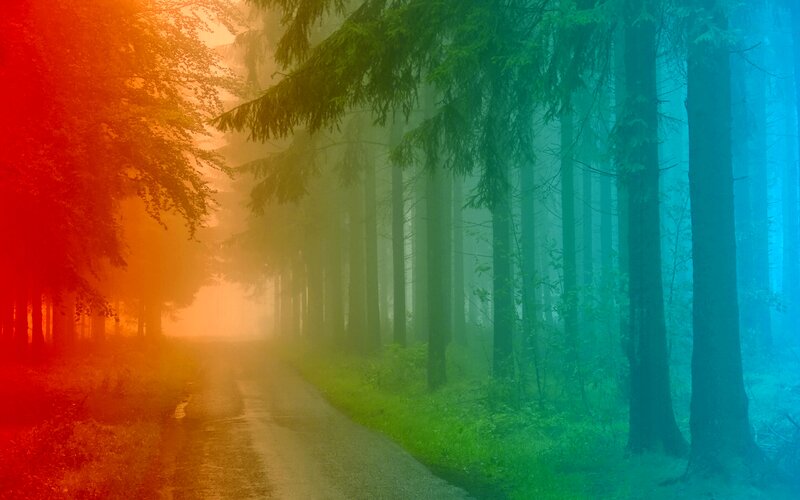 Forest Path in Fog — Red, Mystical, Photograph
