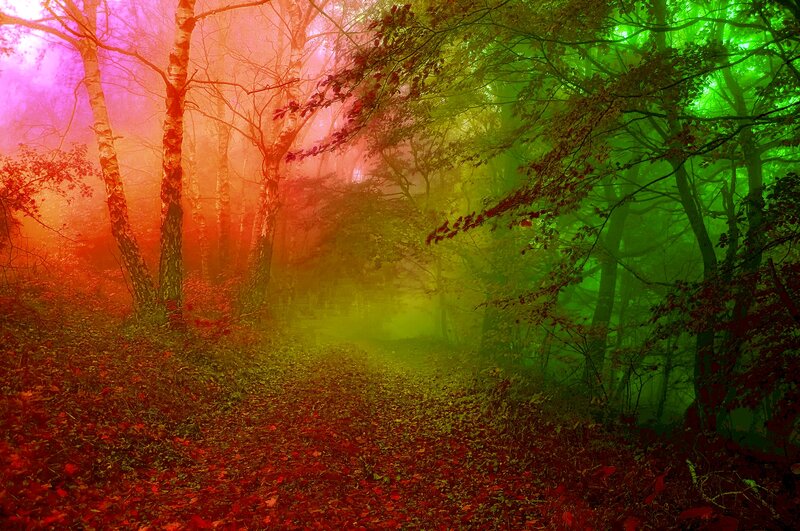 Forest Path in Fog — Red, Mystical