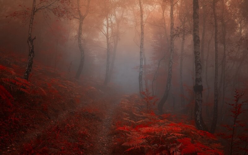 Forest Path in Fog — Red