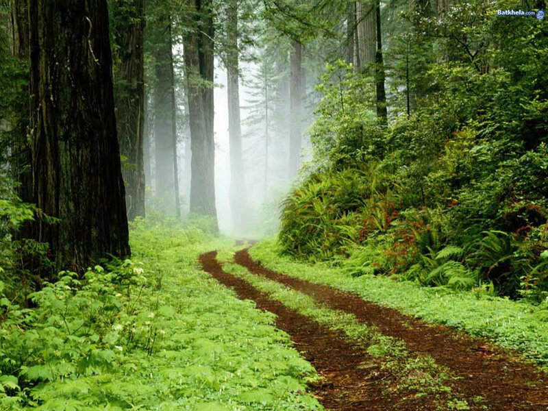 Forest Path in Fog