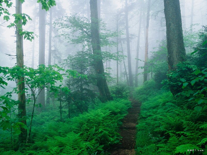 Forest Path in Fog — Trees