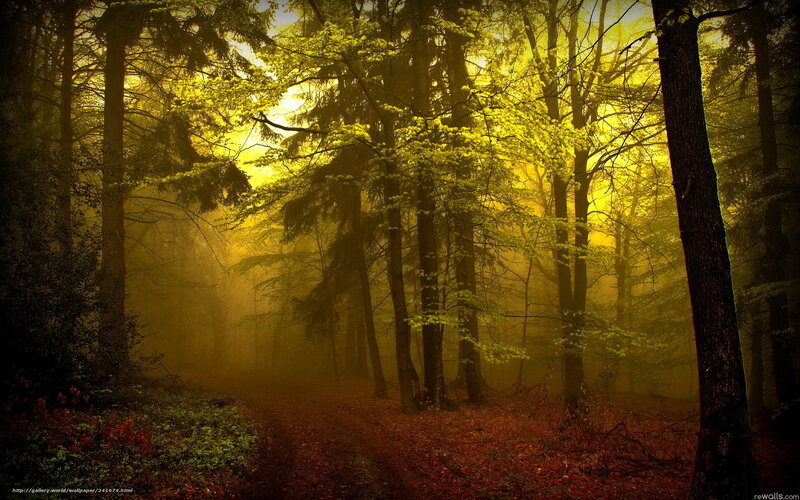 Forest Path in Fog — Yellow, Mysterious