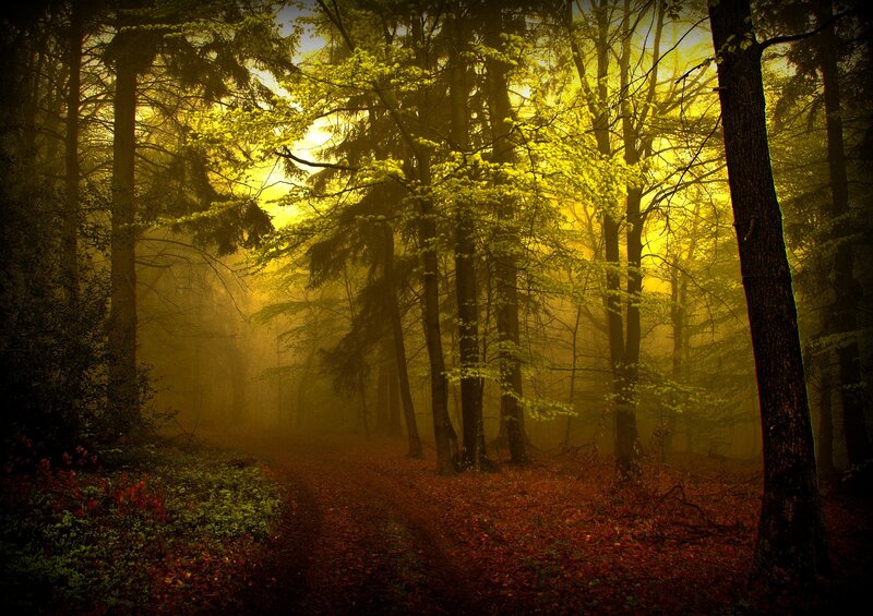 Forest Path in Fog — Yellow