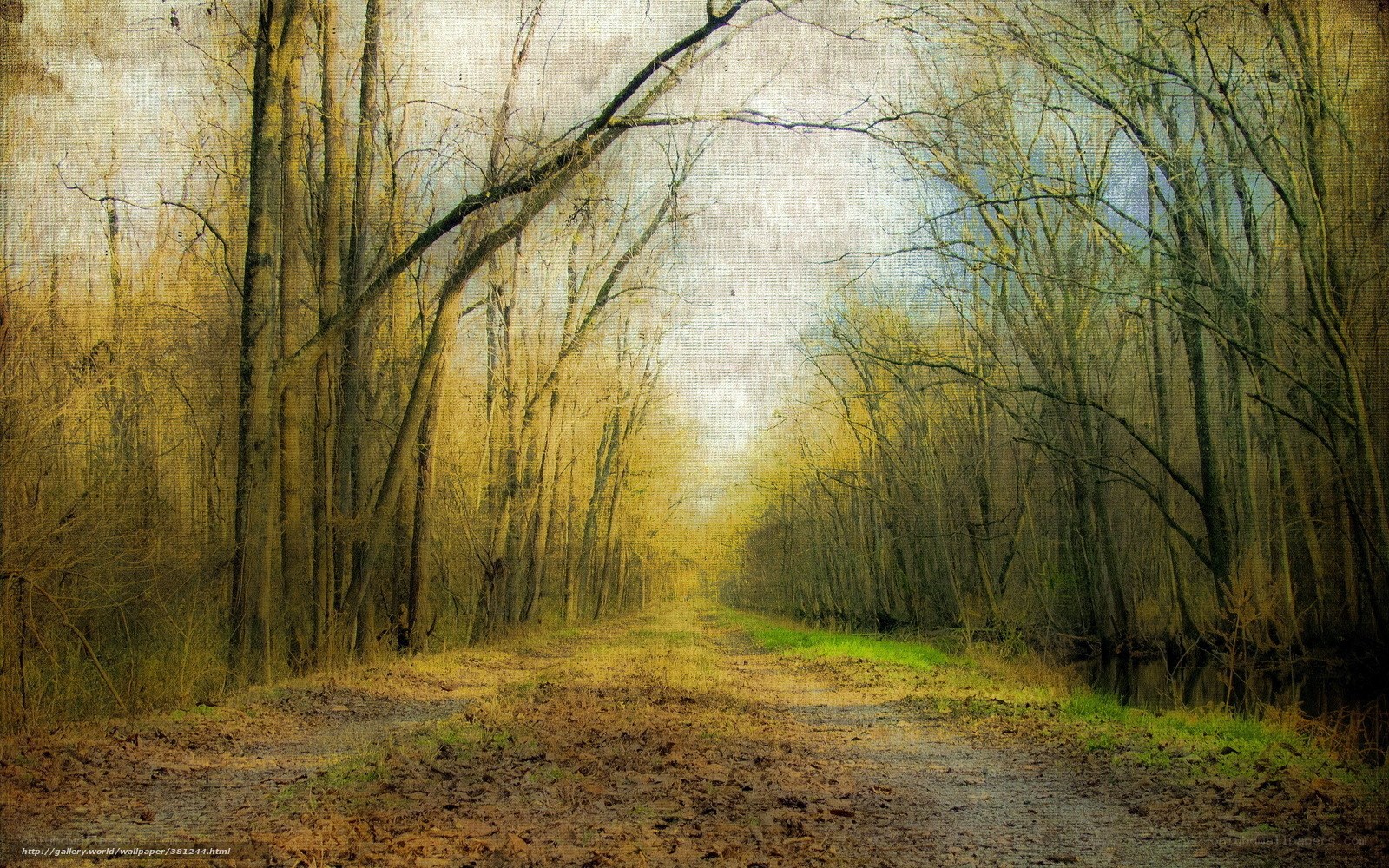 Forest path in golden light