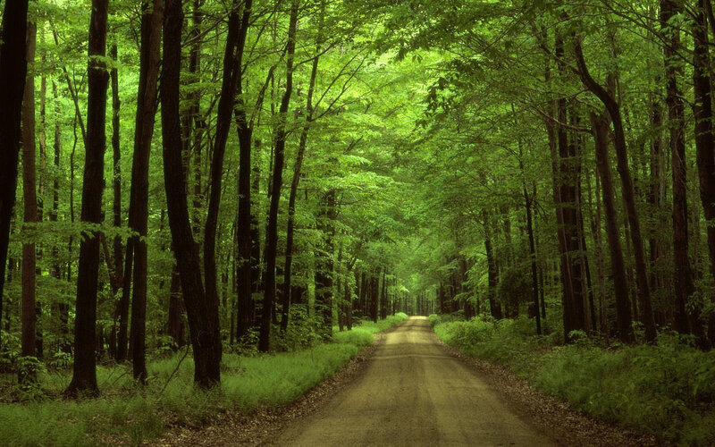 Forest path in green canopy
