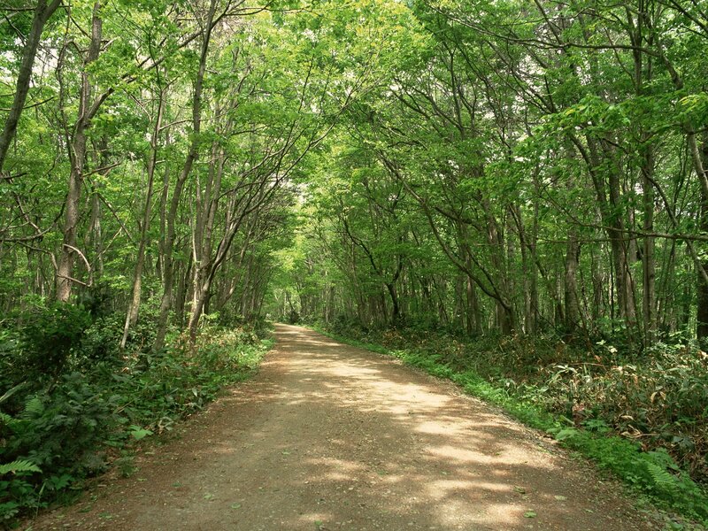 Forest path in green foliage