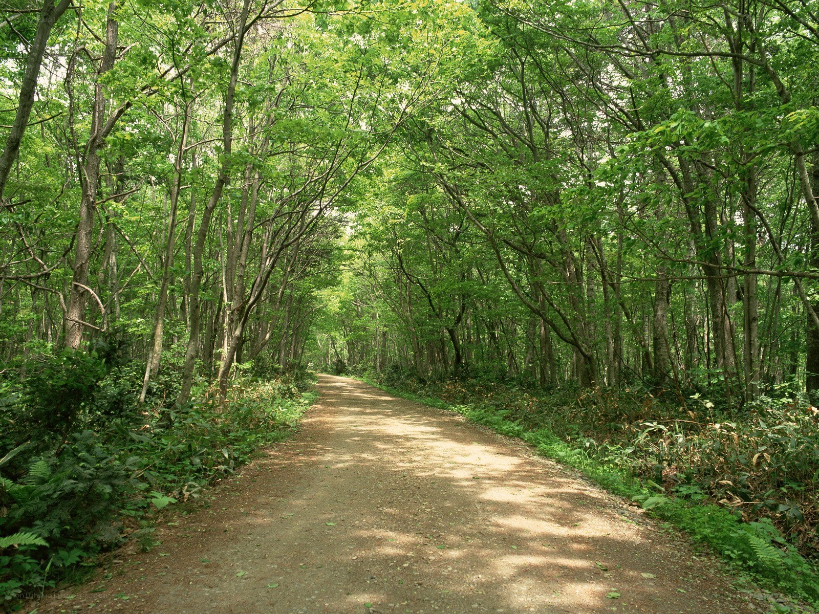 Forest path in green foliage