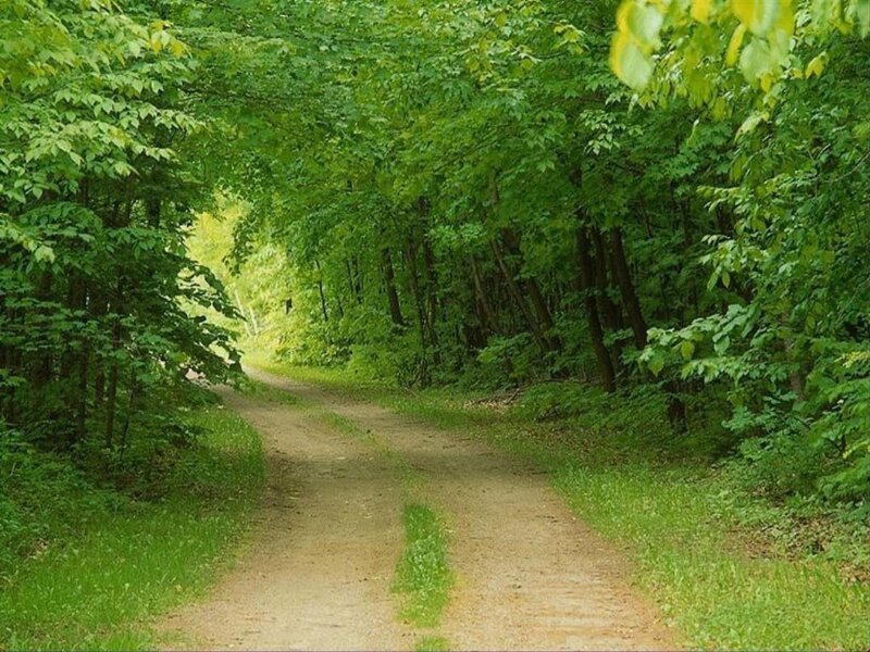 Forest path in green foliage