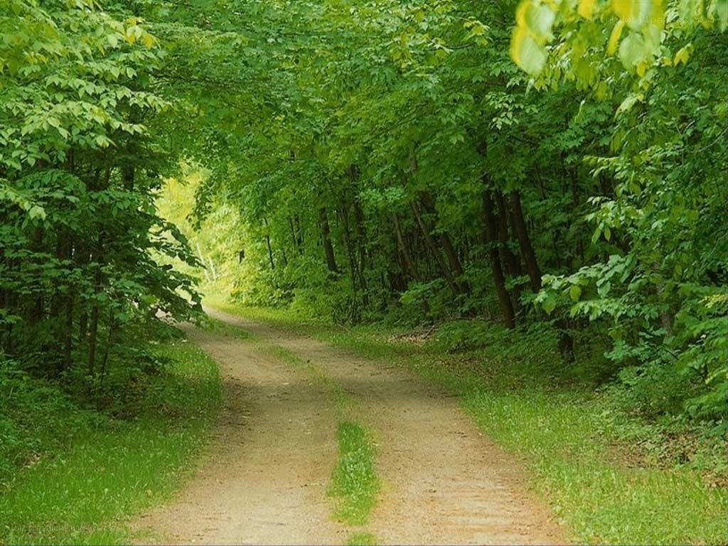 Forest path in green foliage