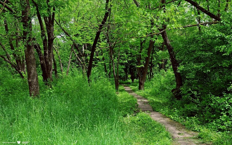 Forest path in green foliage