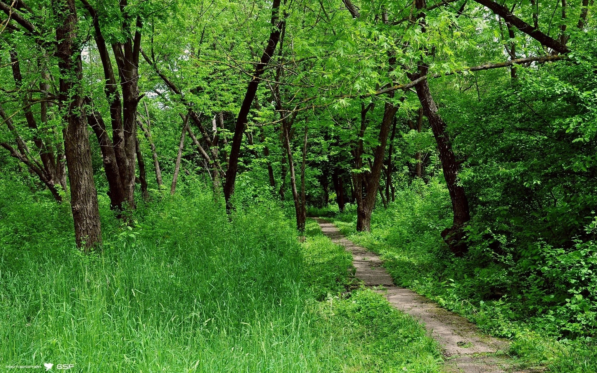 Forest path in green foliage