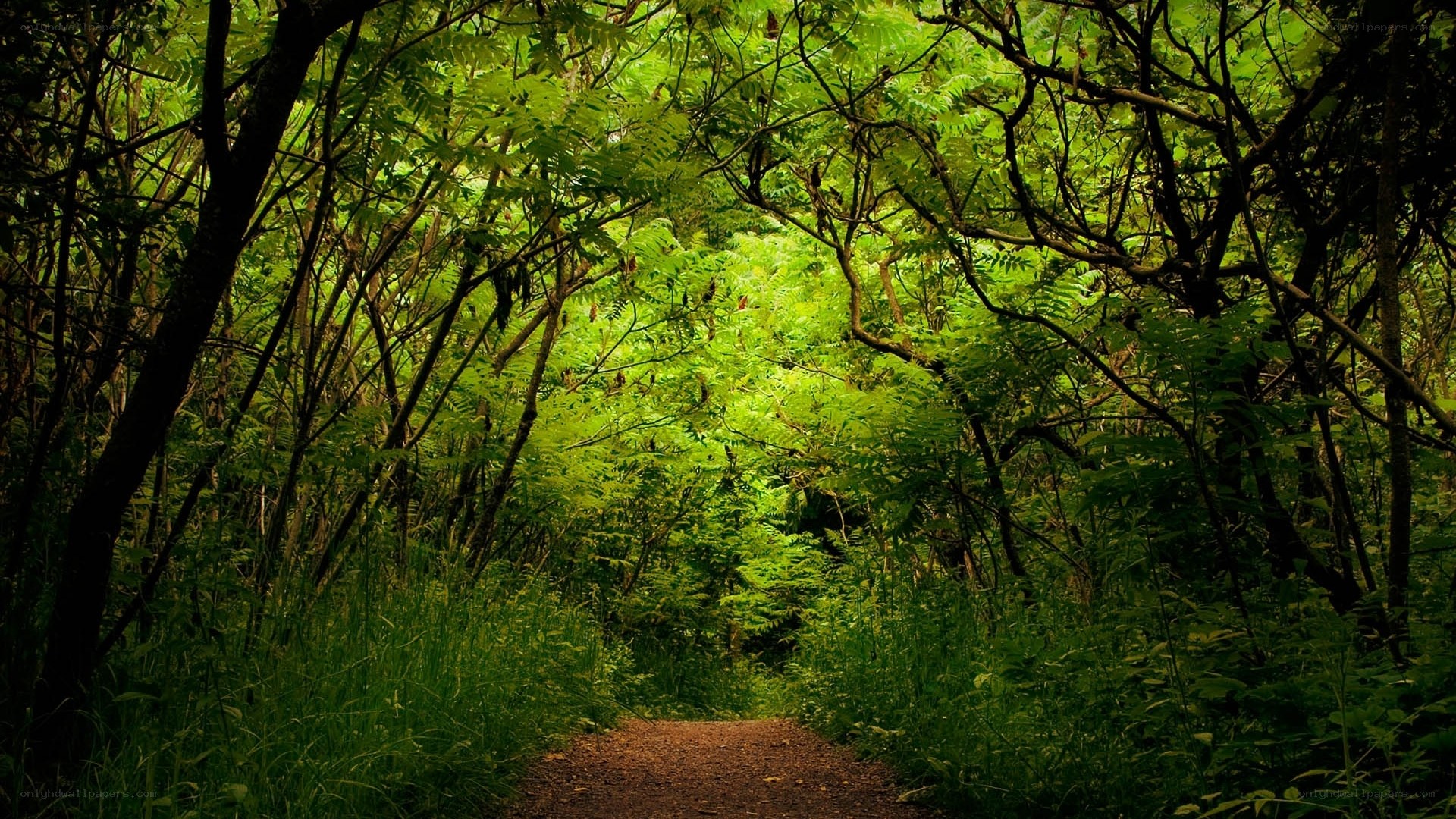 Forest path in green light