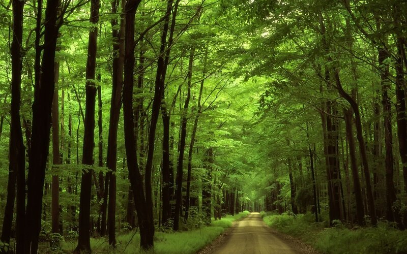 Forest path in green light
