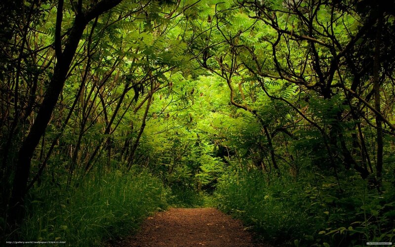 Forest path in green light