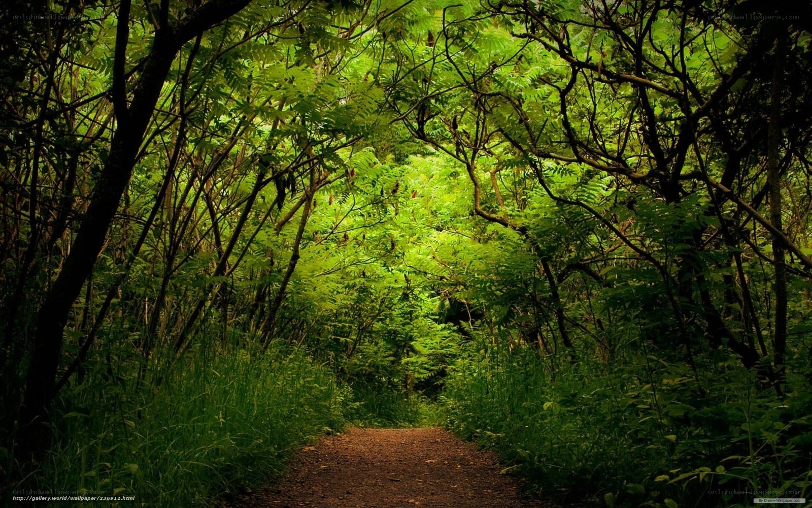 Forest path in green light