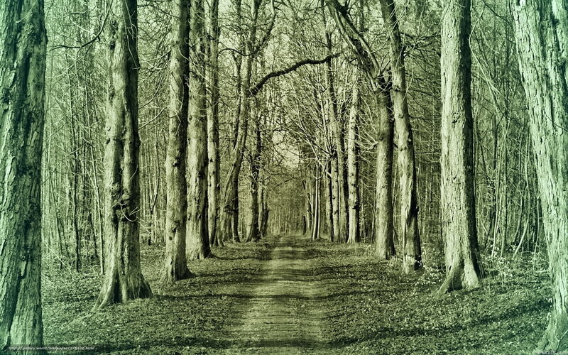 Forest path in green tones