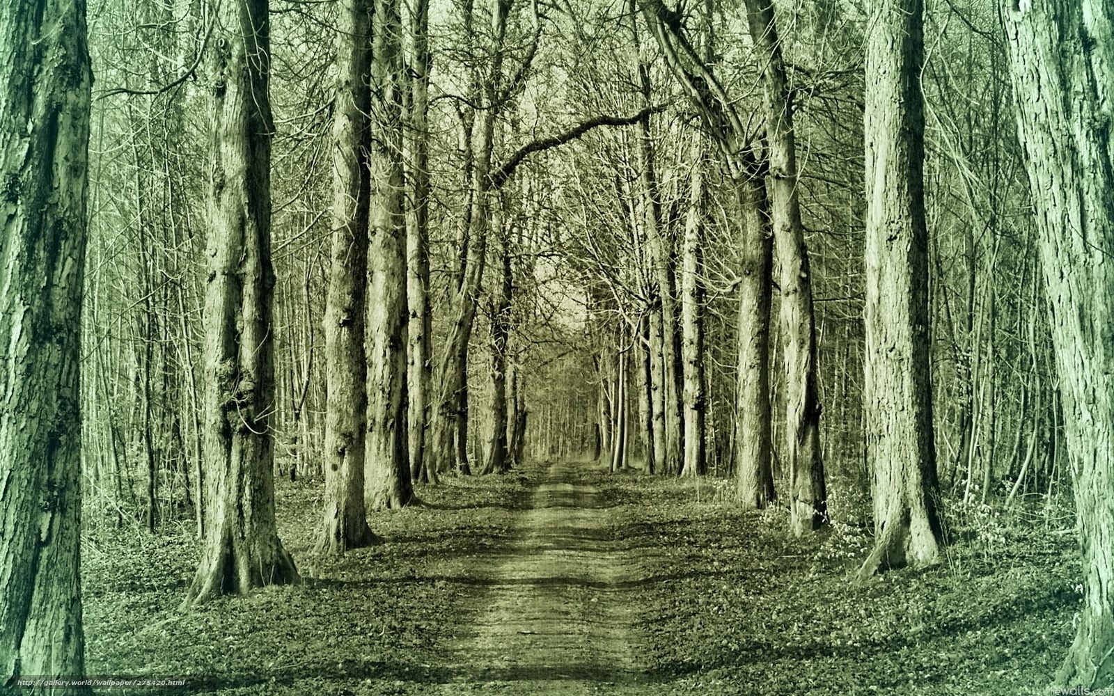Forest path in green tones