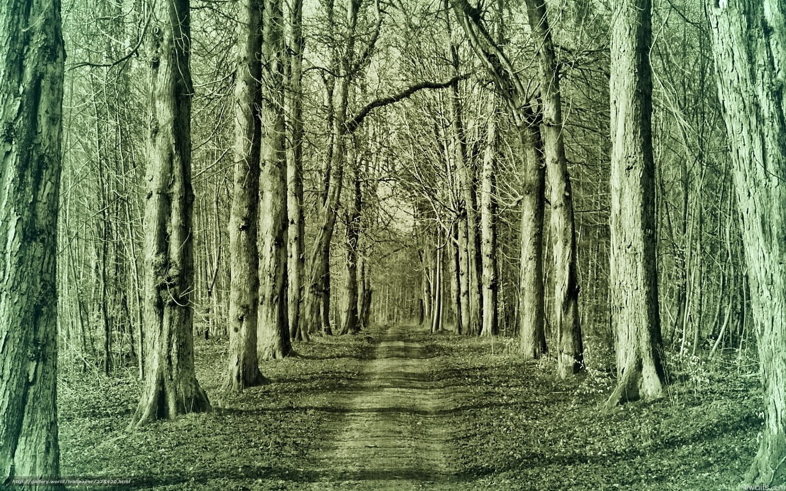Forest path in green tones