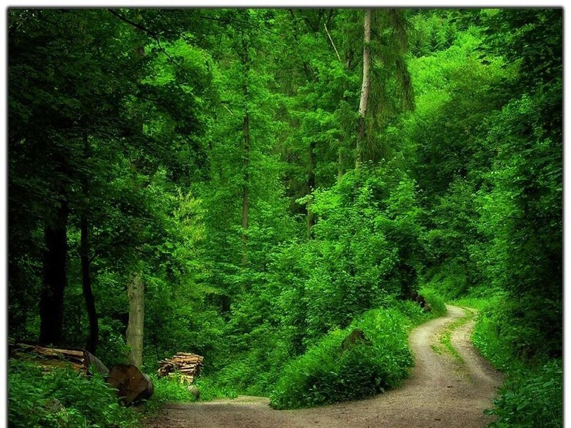 Forest path in green woods