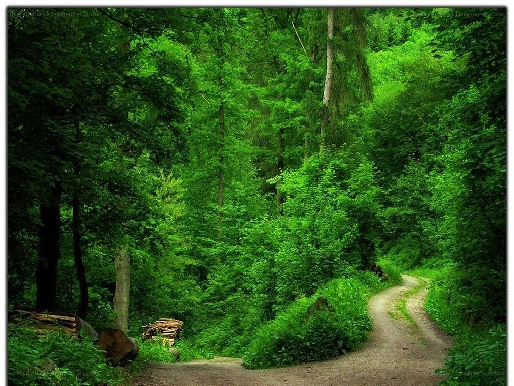 Forest path in green woods