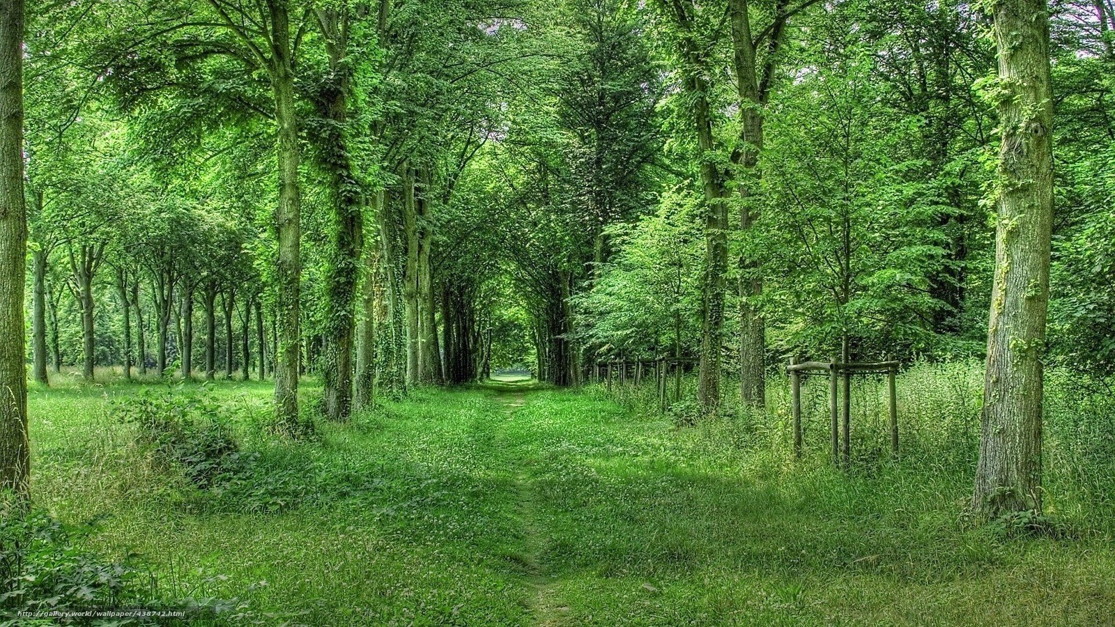 Forest path in green woods