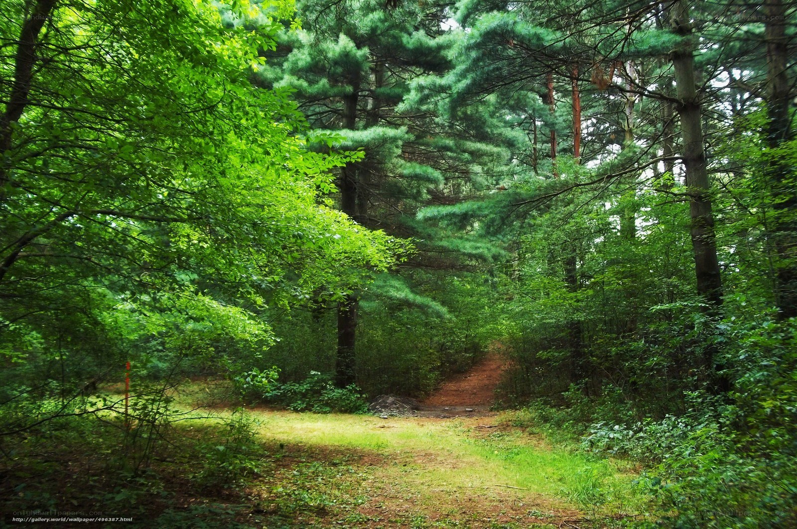 Forest path in green woods