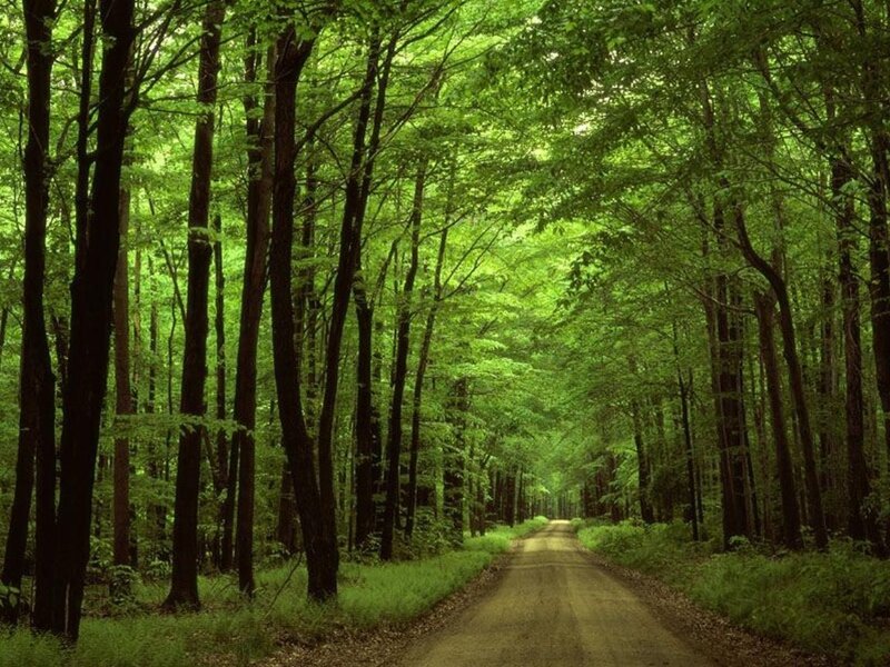 Forest path in green woods