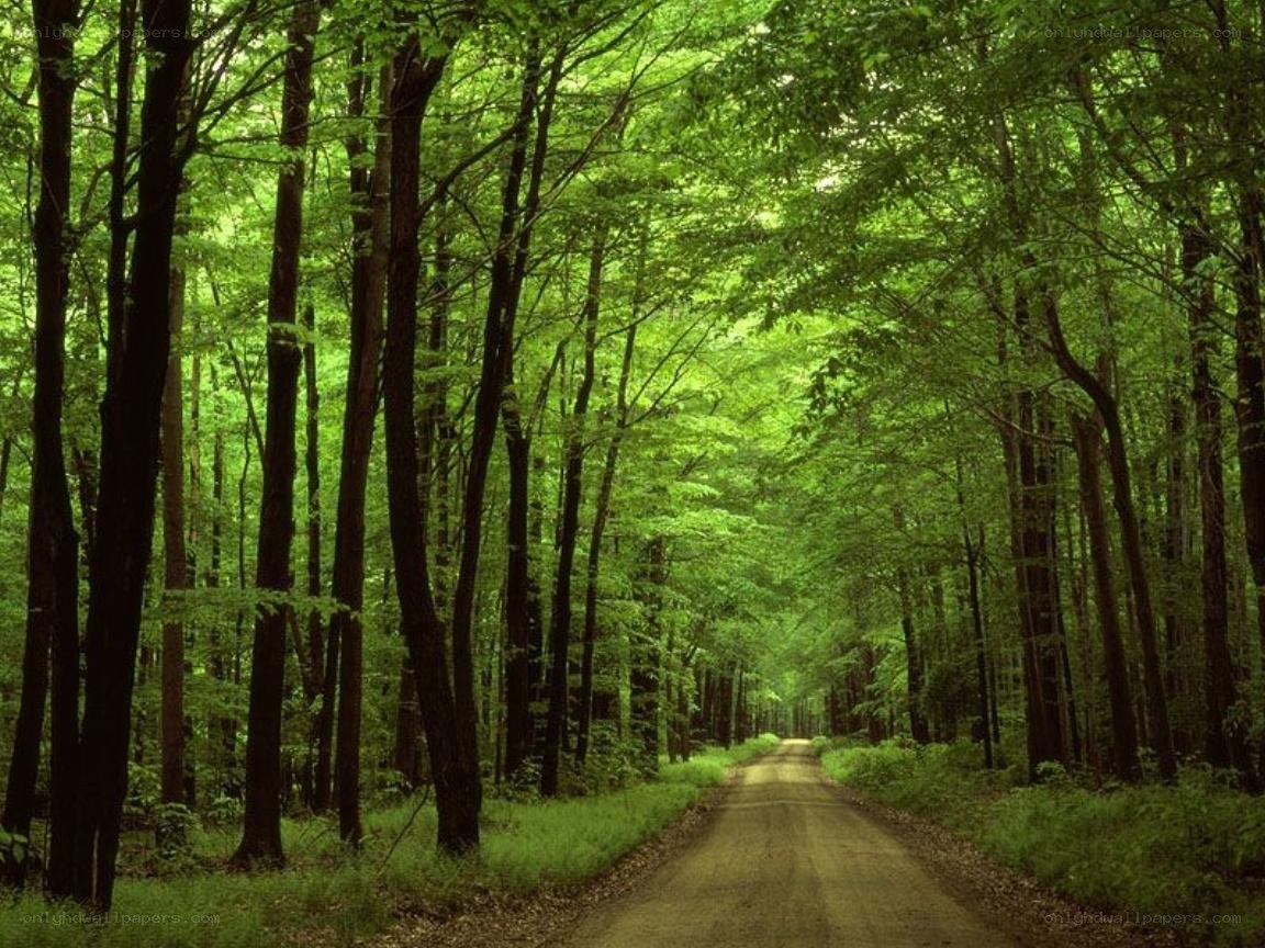 Forest path in green woods