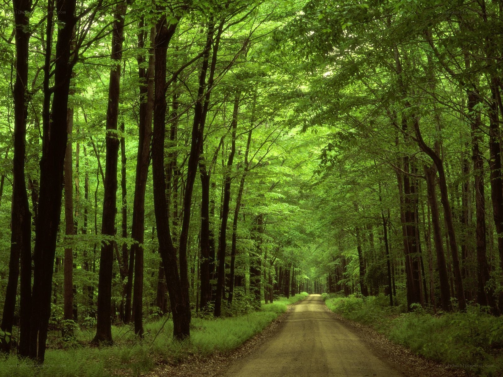 Forest path in green woods