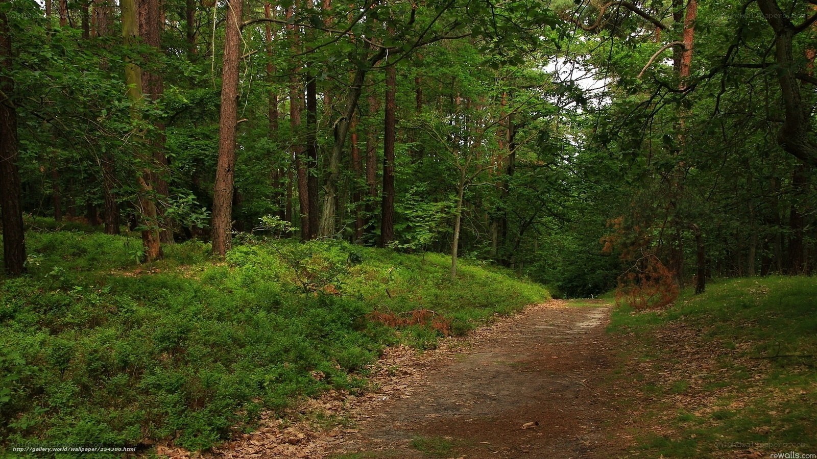 Forest path in green woods