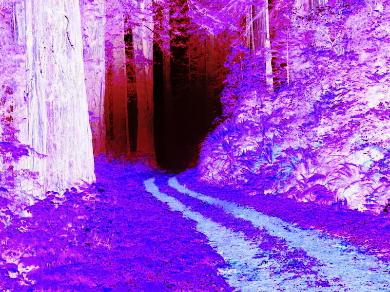 Forest Path in Infrared — Purple, Mysterious