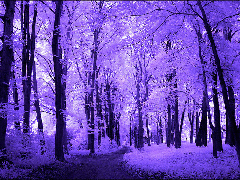Forest Path in Infrared — Purple