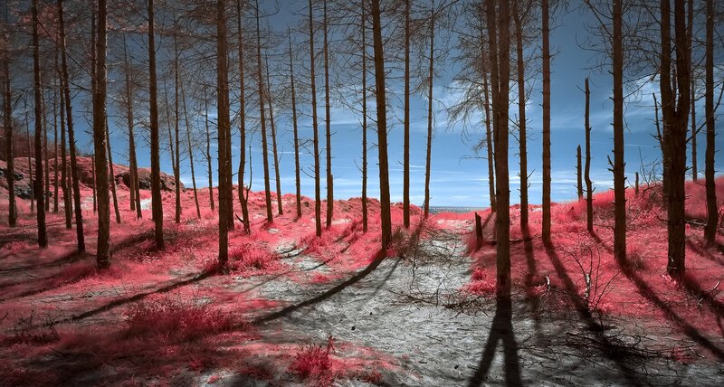 Forest Path in Infrared — Red