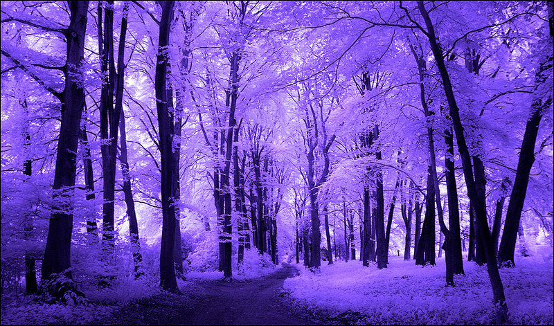 Forest Path in Infrared