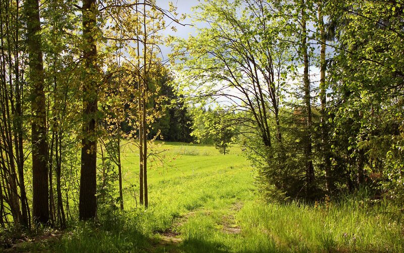 Forest Path in Meadow — Green