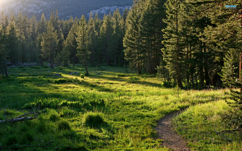 Forest Path in Meadow