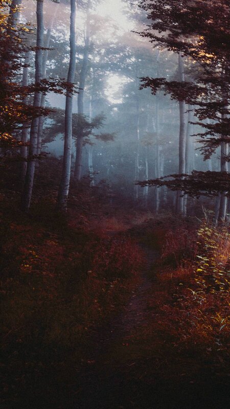 Forest Path in Mist — Brown, Mysterious