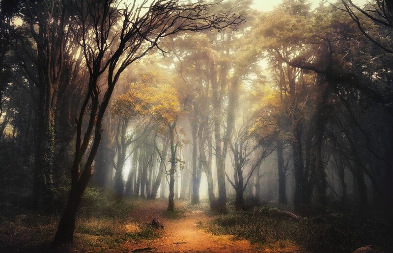 Forest Path in Mist — Brown