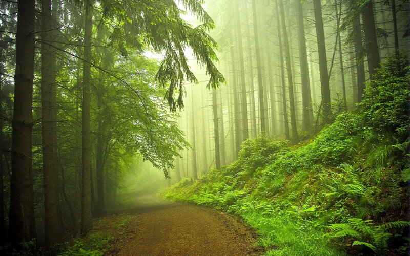 Forest Path in Mist — Green, Misty, Morning, Photograph