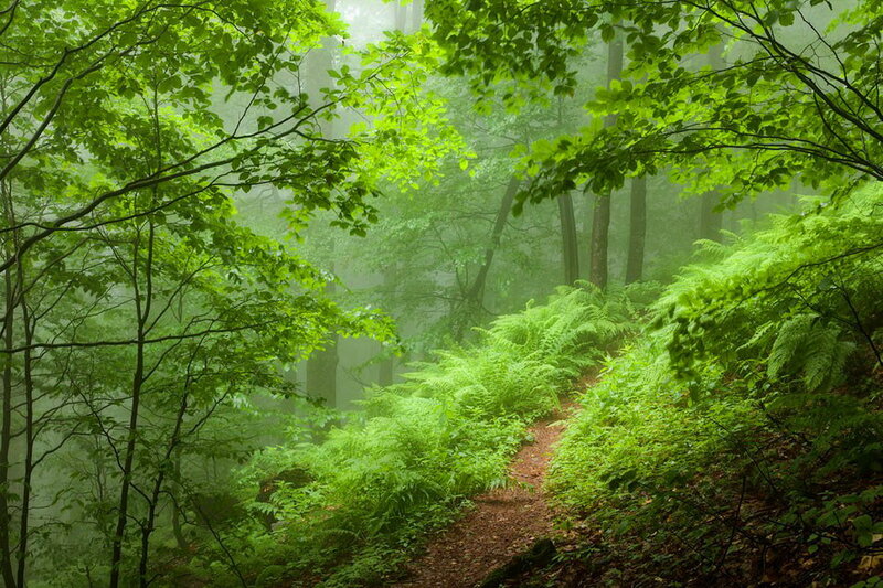 Forest Path in Mist — Green, Misty, Morning, Photograph, Trees, Ferns