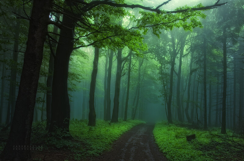 Forest Path in Mist — Green, Misty, Morning, Photograph, Trees, Fog