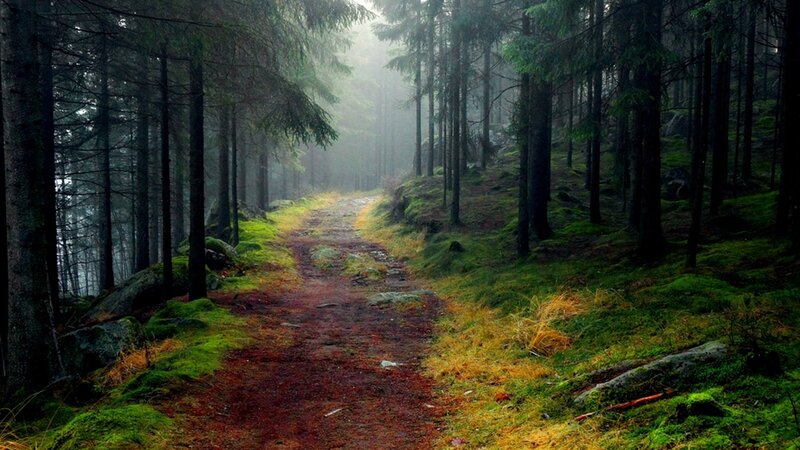 Forest Path in Mist — Green, Misty, Morning, Photograph, Trees, Moss, Fog, Rocks
