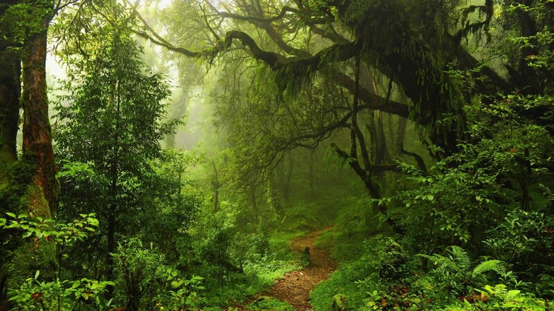 Forest Path in Mist — Green, Misty, Morning, Photograph, Trees, Moss, Fog