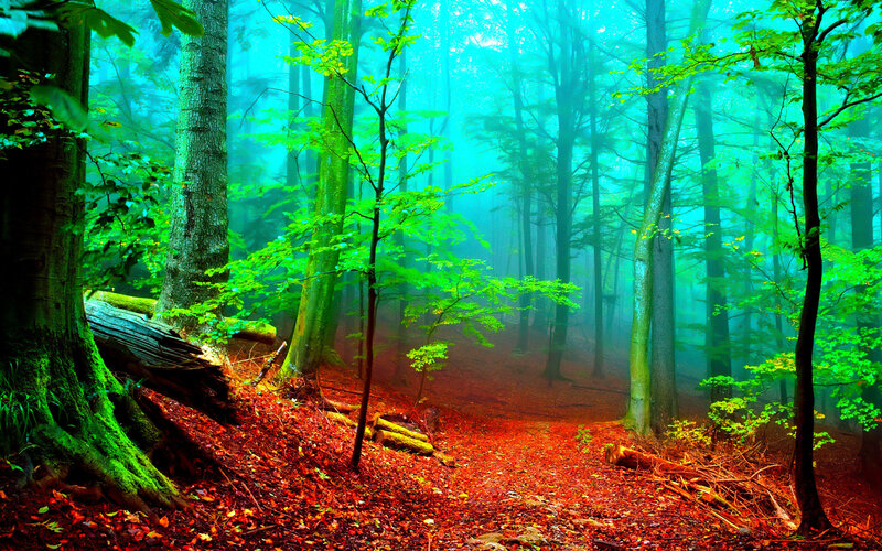 Forest Path in Mist — Green, Misty, Morning, Photograph, Trees