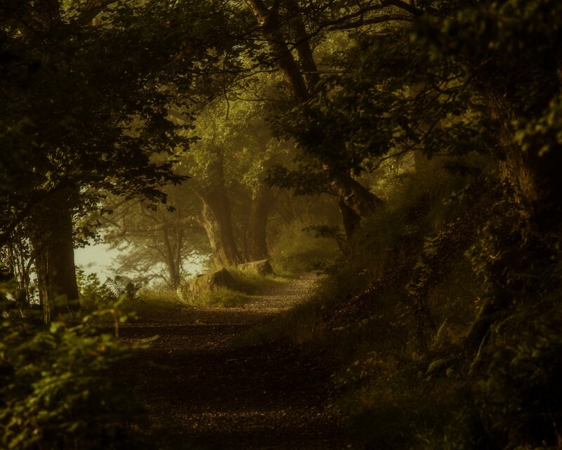 Forest Path in Mist — Green, Mysterious, Morning